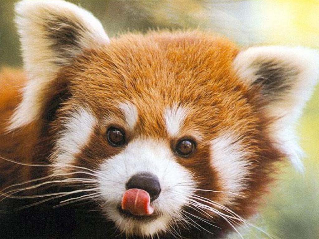 red_panda