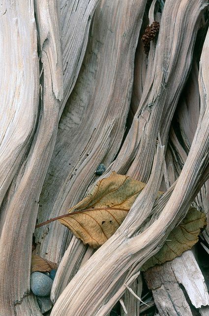 Caught Leaf by James R. Paige | 1000strands.com | Grey